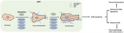 Mechanical and Physical Regulation of Fibroblast–Myofibroblast Transition: From Cellular Mechanoresponse to Tissue Pathology